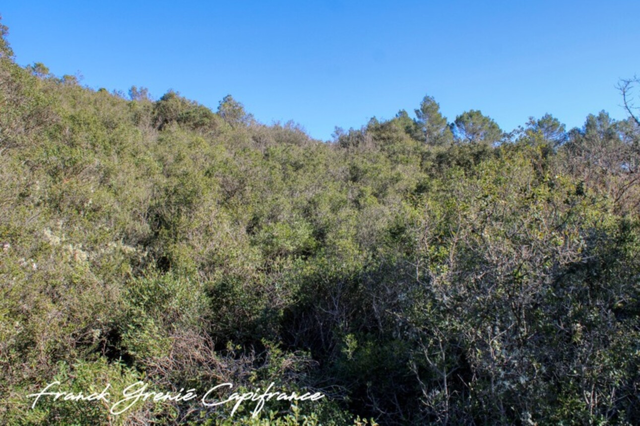 Photos 2 - Forestière - Terrain naturel à vendre  TOURVES (83)