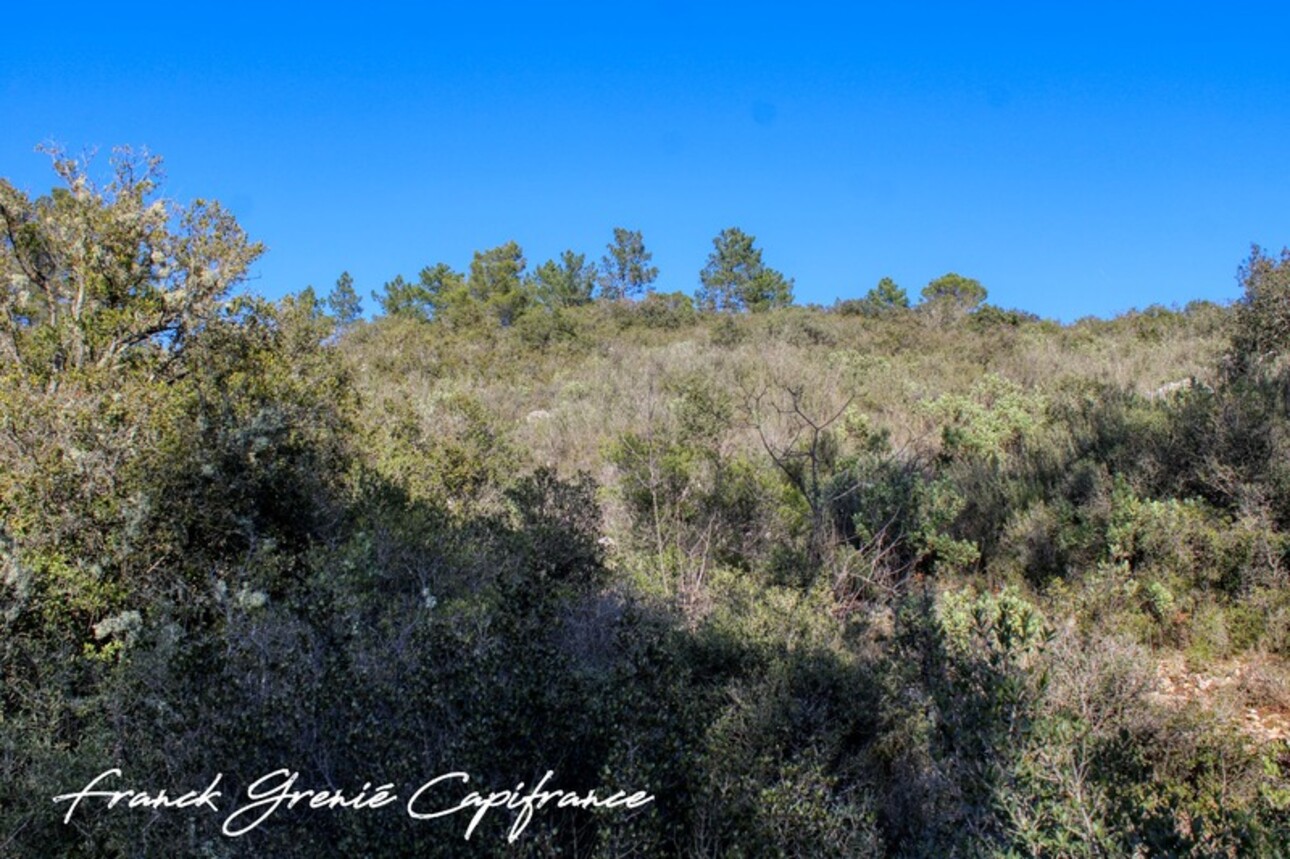 Photos 3 - Forestière - Terrain naturel à vendre  TOURVES (83)