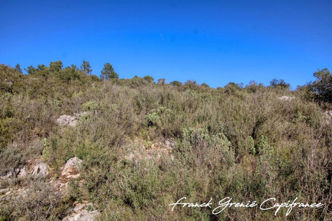 Photos 4 - Forestière - Terrain naturel à vendre  TOURVES (83)