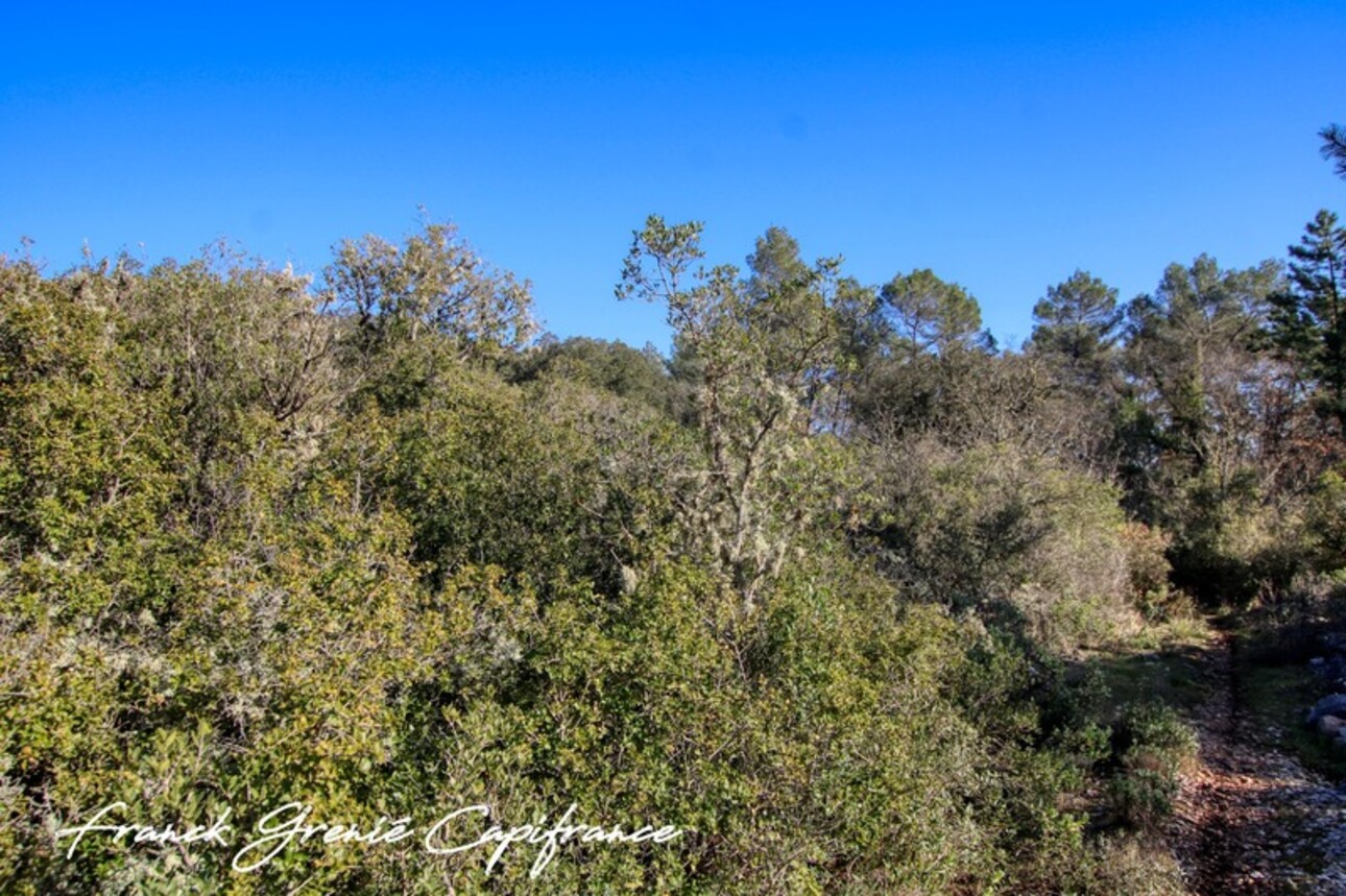 Photos 1 - Forestière - Terrain naturel à vendre  TOURVES (83)