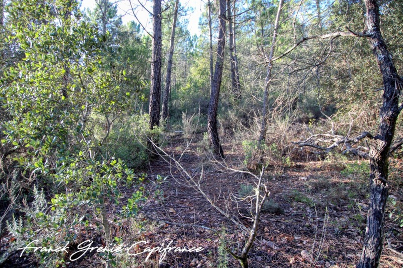 Photos 3 - Forestière - Terrain naturel à vendre  TOURVES (83)