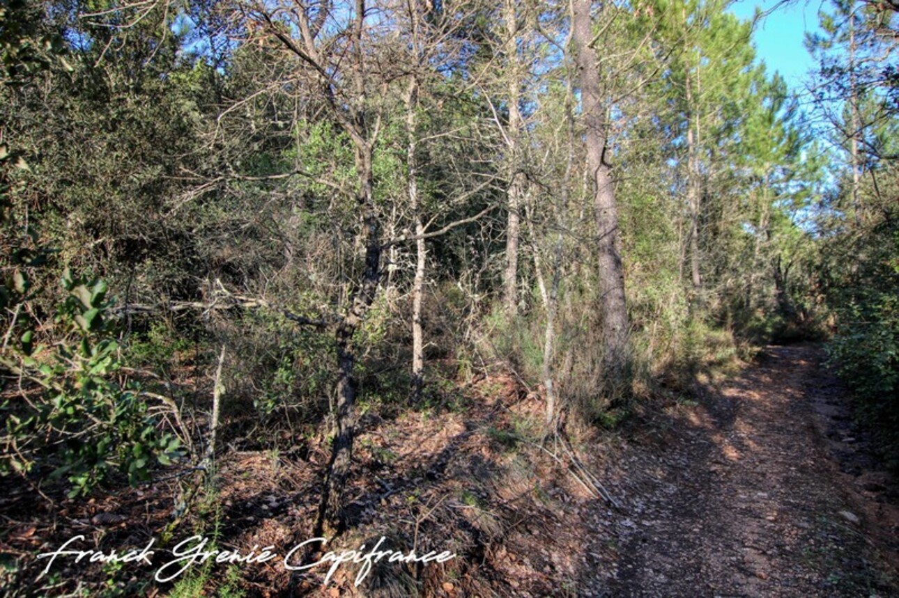 Photos 4 - Forestière - Terrain naturel à vendre  TOURVES (83)