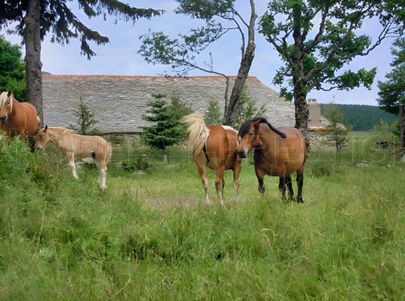 Photos 6 - Touristique - HAUTE LOIRE PROPRIETE GITE CH. HOTES 1000 M² 6 HA