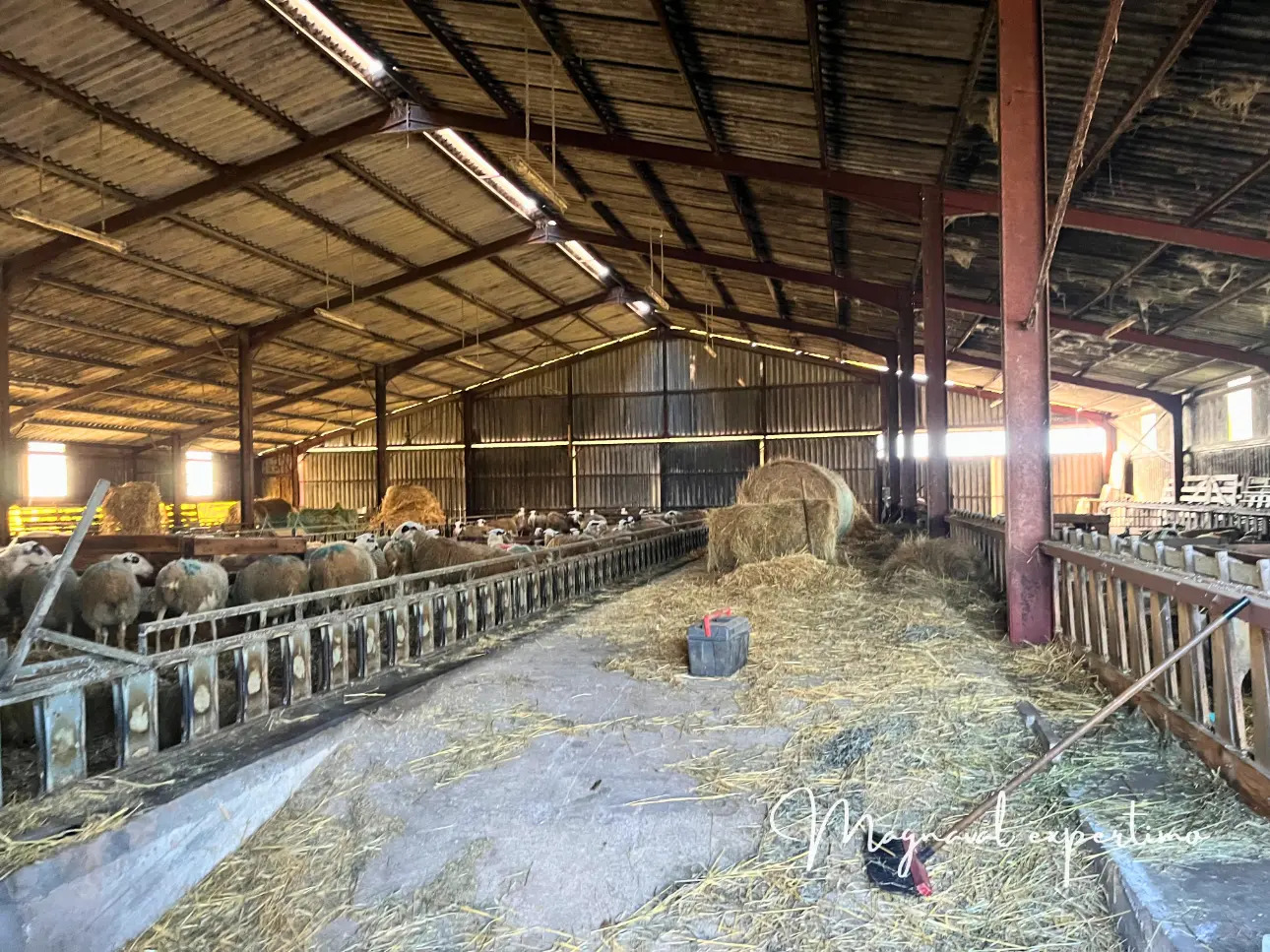 Photos 4 - Agricole - A céder exploitation d’élevage ovin 220 HA SAU dans le LOT 46 OCCITANIE