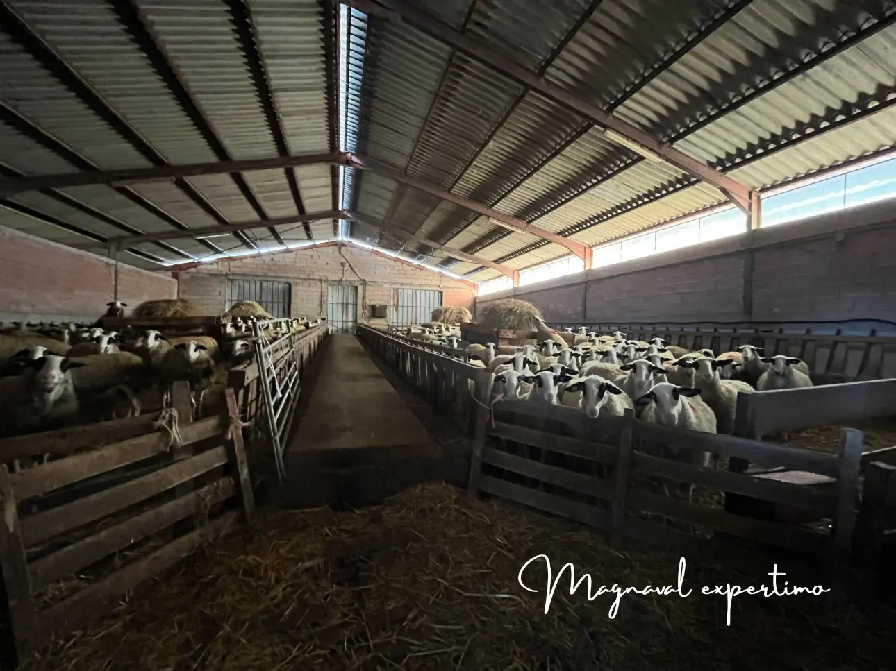 Photos 5 - Agricole - A céder exploitation d’élevage ovin 220 HA SAU dans le LOT 46 OCCITANIE