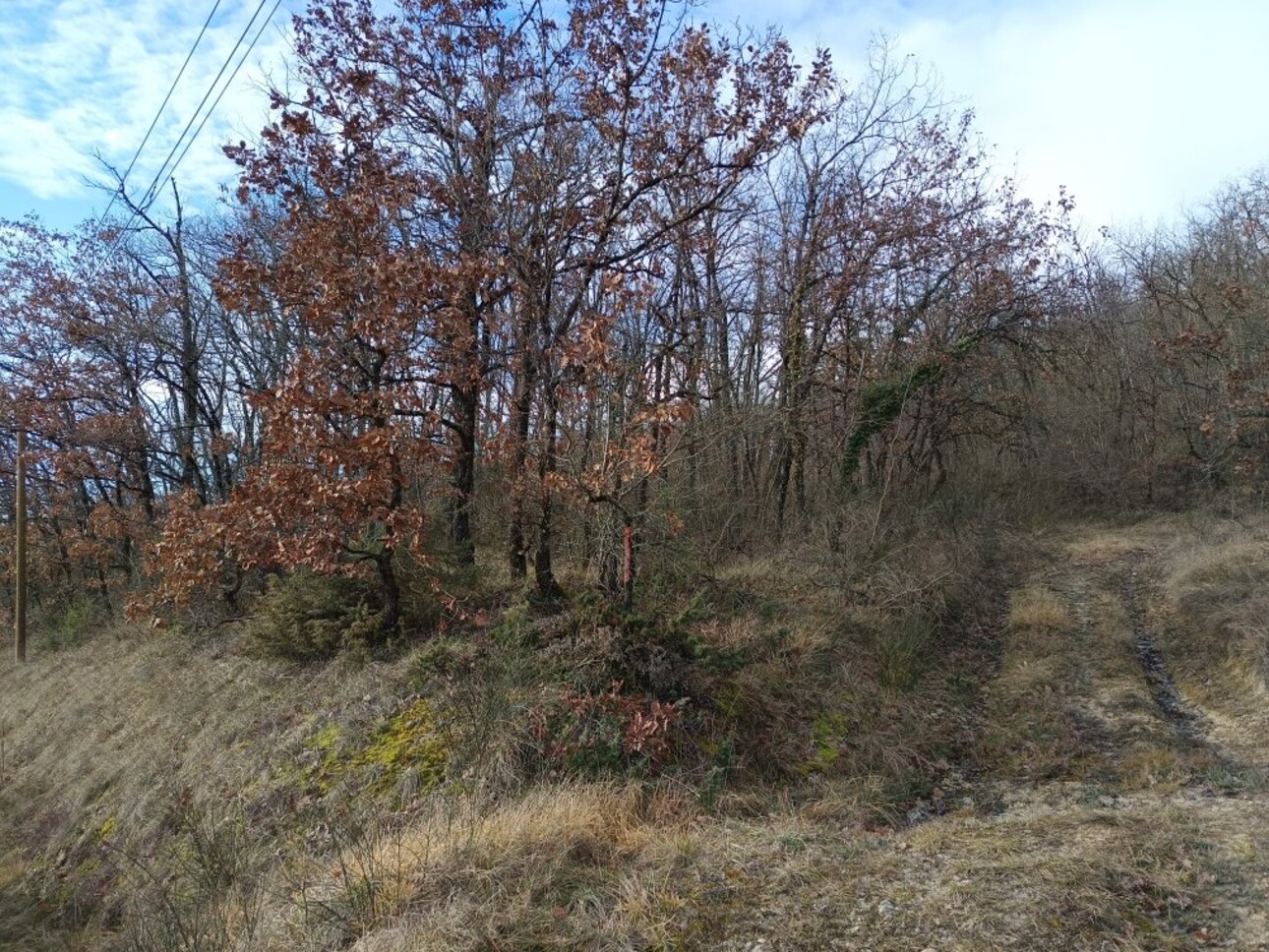 Photos 2 - Forestière - Terrain boisé – forêt