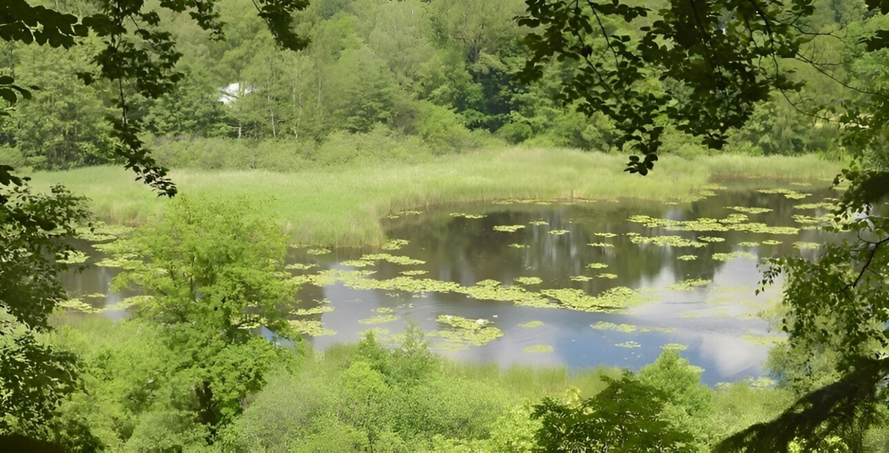 Photos 2 - Prestige - BRETAGNE PROPRIETE AVEC SON MOULIN 20 HA ETANG