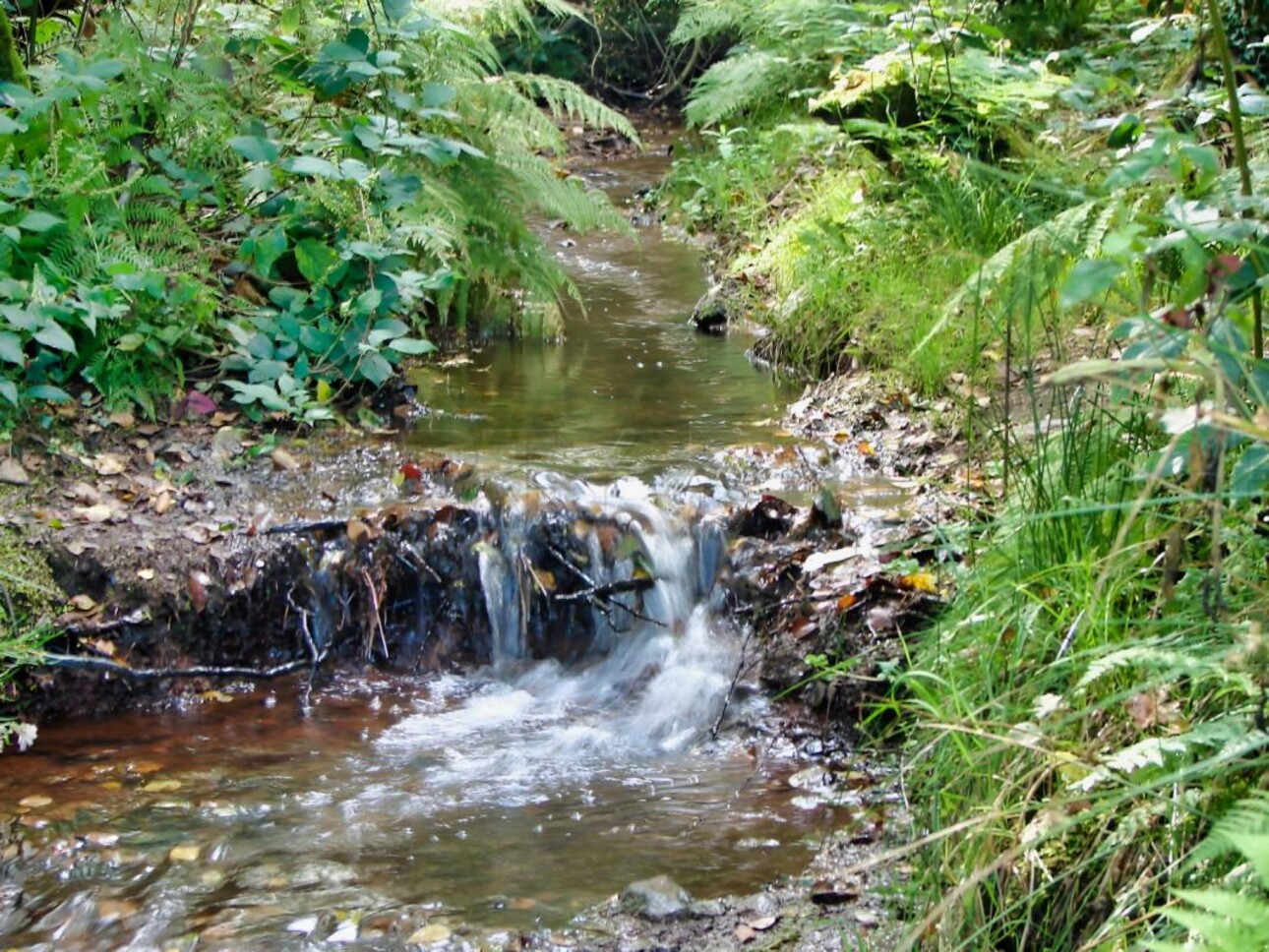 Photos 4 - Prestige - BRETAGNE PROPRIETE AVEC SON MOULIN 20 HA ETANG