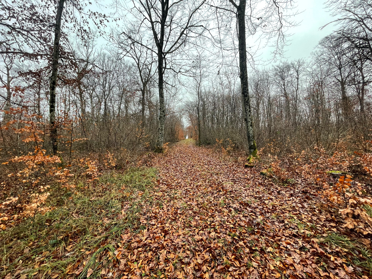 Photos 1 - Forestière - Projet Label bas-carbone sur 116 hectares dans la région Grand-Est