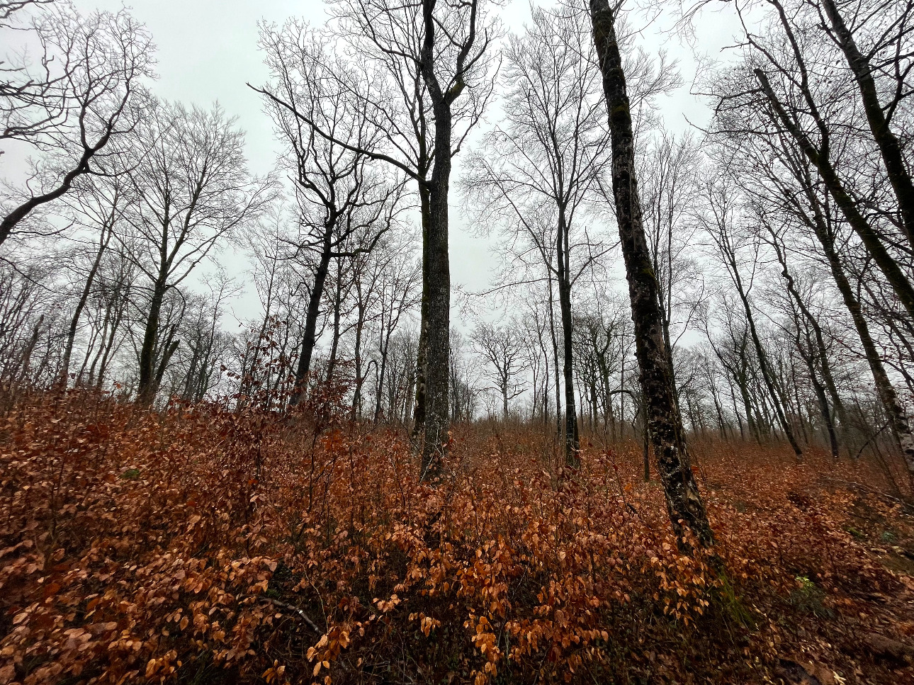 Photos 2 - Forestière - Projet Label bas-carbone sur 116 hectares dans la région Grand-Est