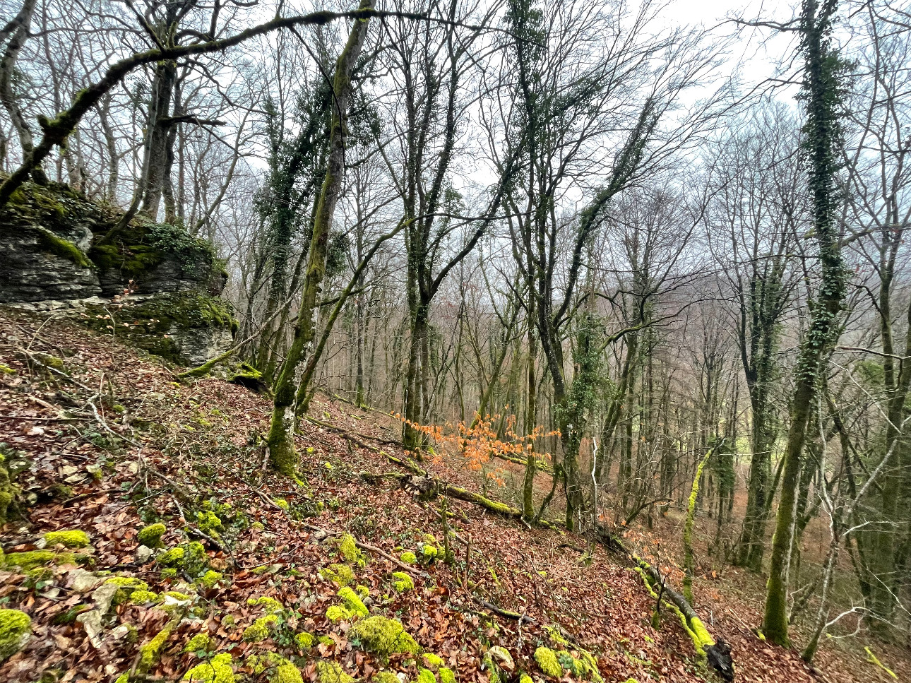 Photos 4 - Forestière - Projet Label bas-carbone sur 116 hectares dans la région Grand-Est