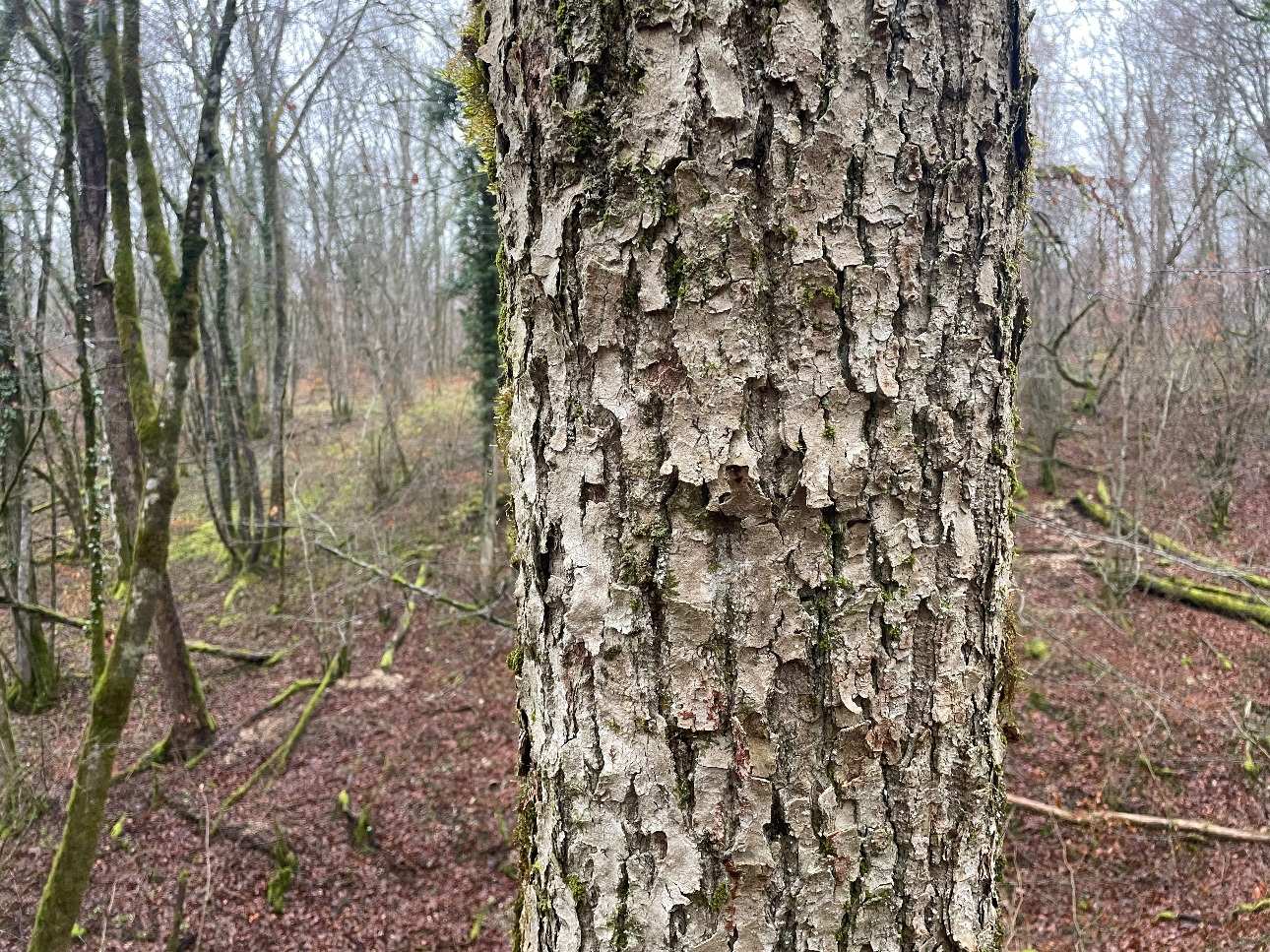 Photos 5 - Forestière - Projet Label bas-carbone sur 116 hectares dans la région Grand-Est