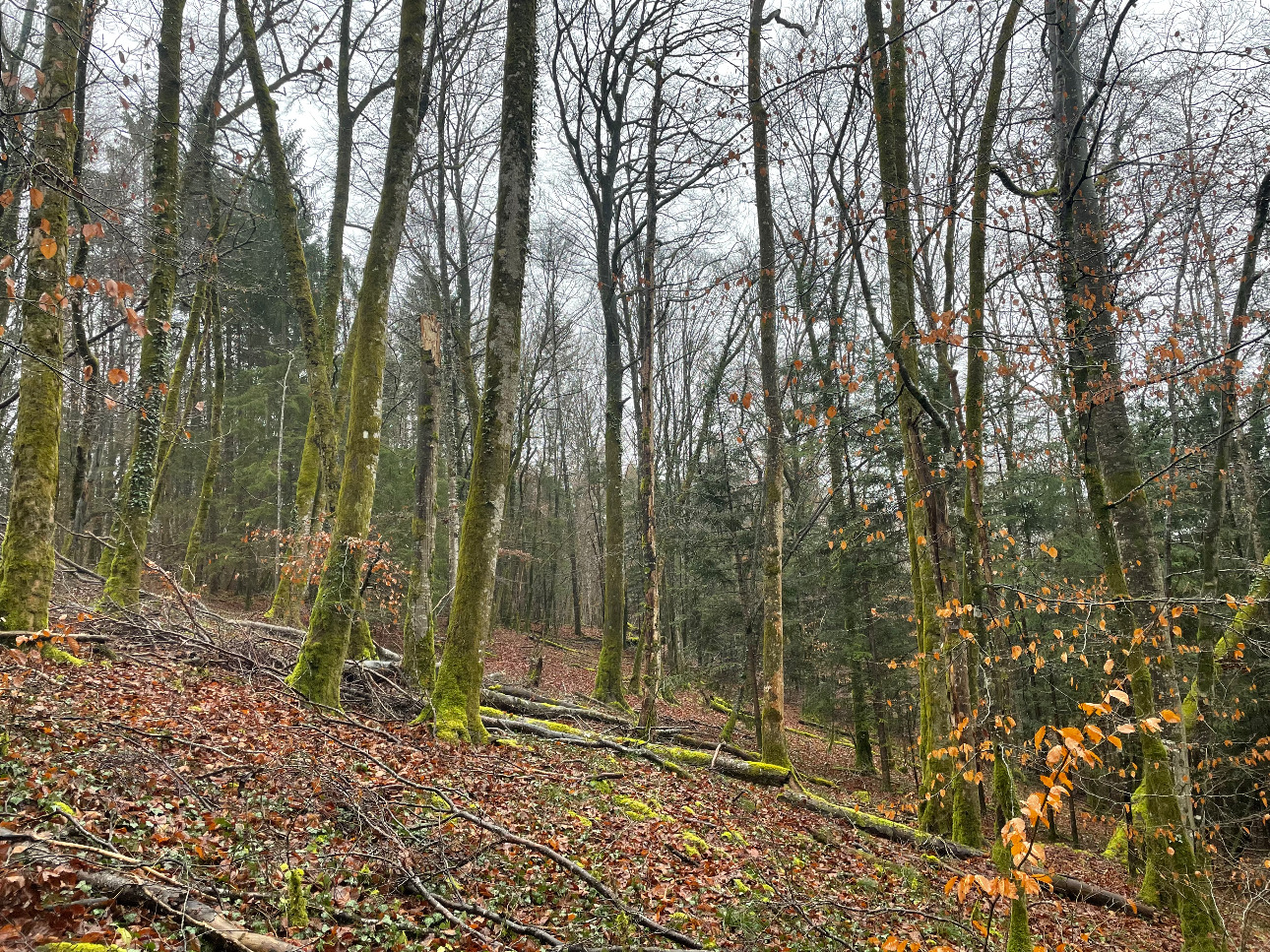 Photos 6 - Forestière - Projet Label bas-carbone sur 116 hectares dans la région Grand-Est