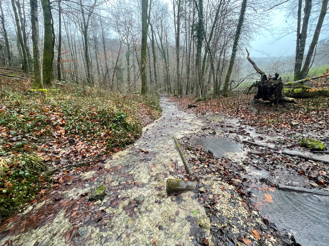 Photos 7 - Forestière - Projet Label bas-carbone sur 116 hectares dans la région Grand-Est