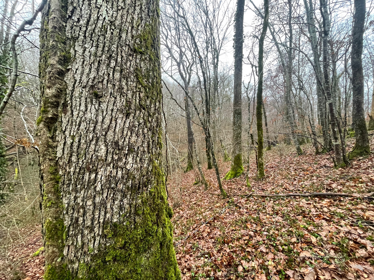 Photos 8 - Forestière - Projet Label bas-carbone sur 116 hectares dans la région Grand-Est