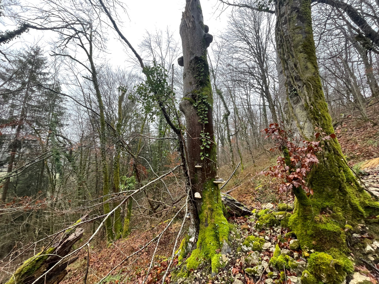 Photos 9 - Forestière - Projet Label bas-carbone sur 116 hectares dans la région Grand-Est