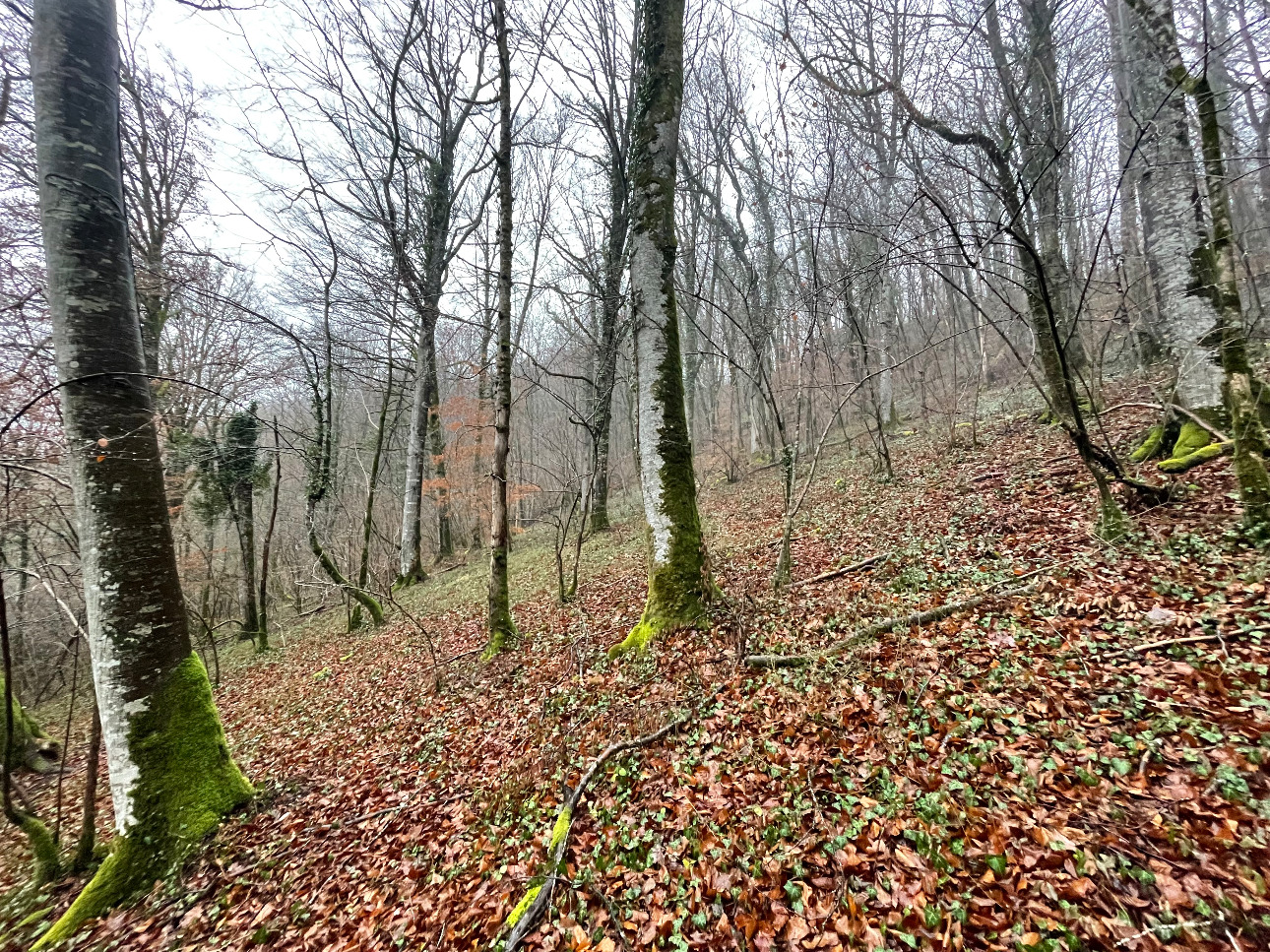 Photos 10 - Forestière - Projet Label bas-carbone sur 116 hectares dans la région Grand-Est