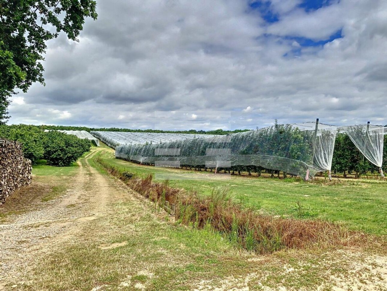 Photos 2 - Agricole - Propriété arboricole