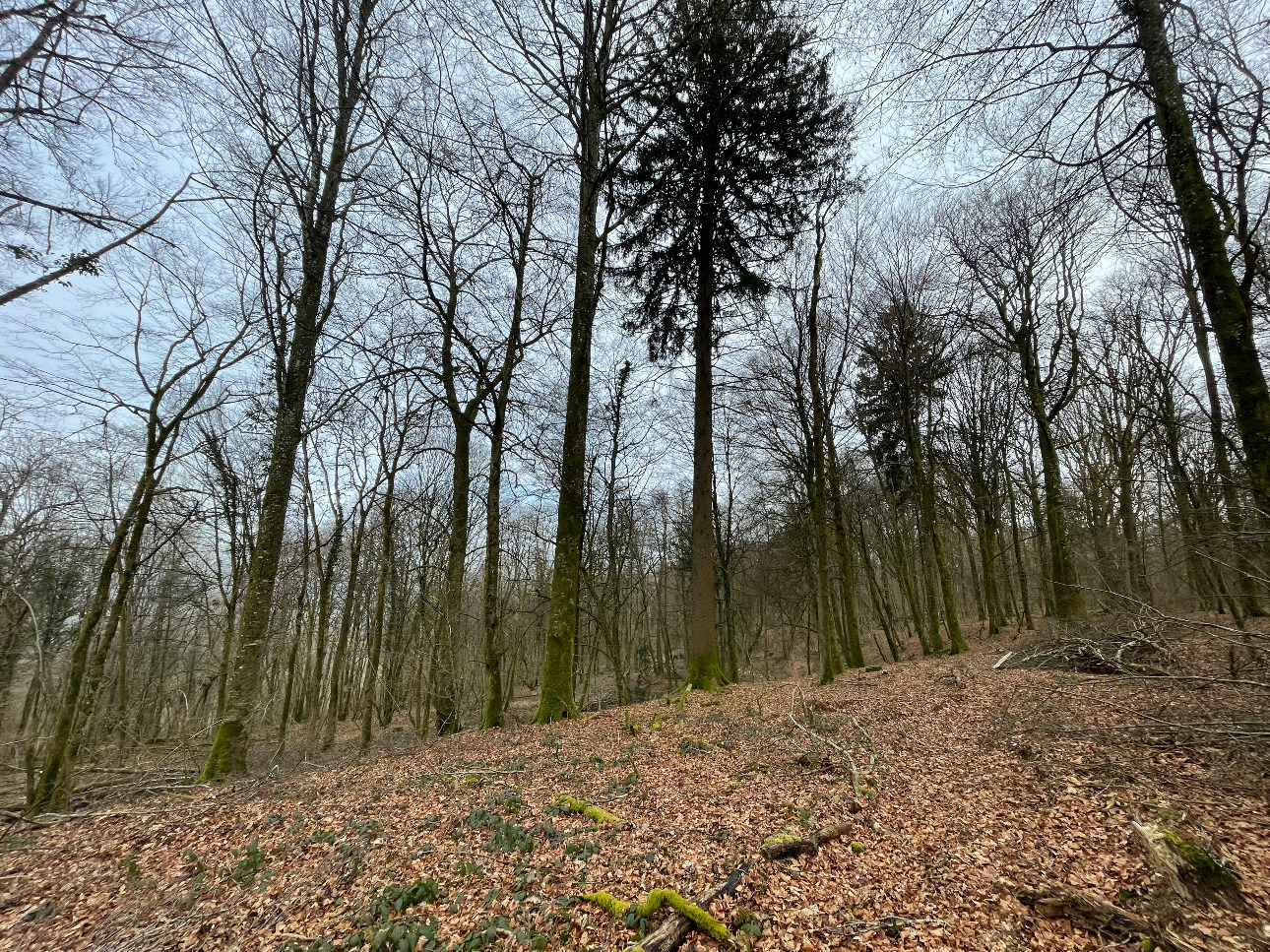 Photos 1 - Forestière - Forêt de Chêne de 22 hectares