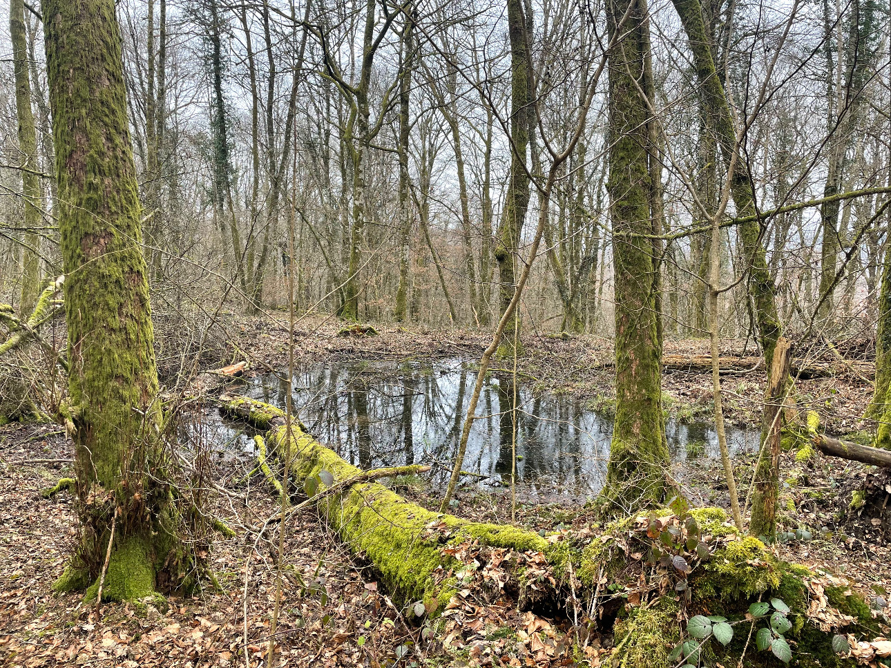 Photos 2 - Forestière - Forêt de Chêne de 22 hectares