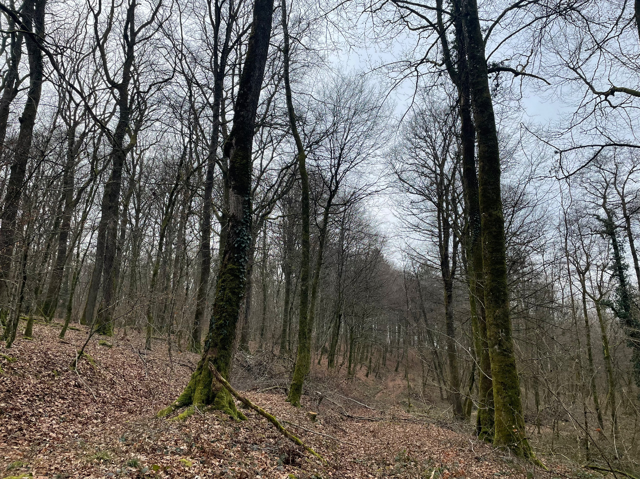 Photos 3 - Forestière - Forêt de Chêne de 22 hectares