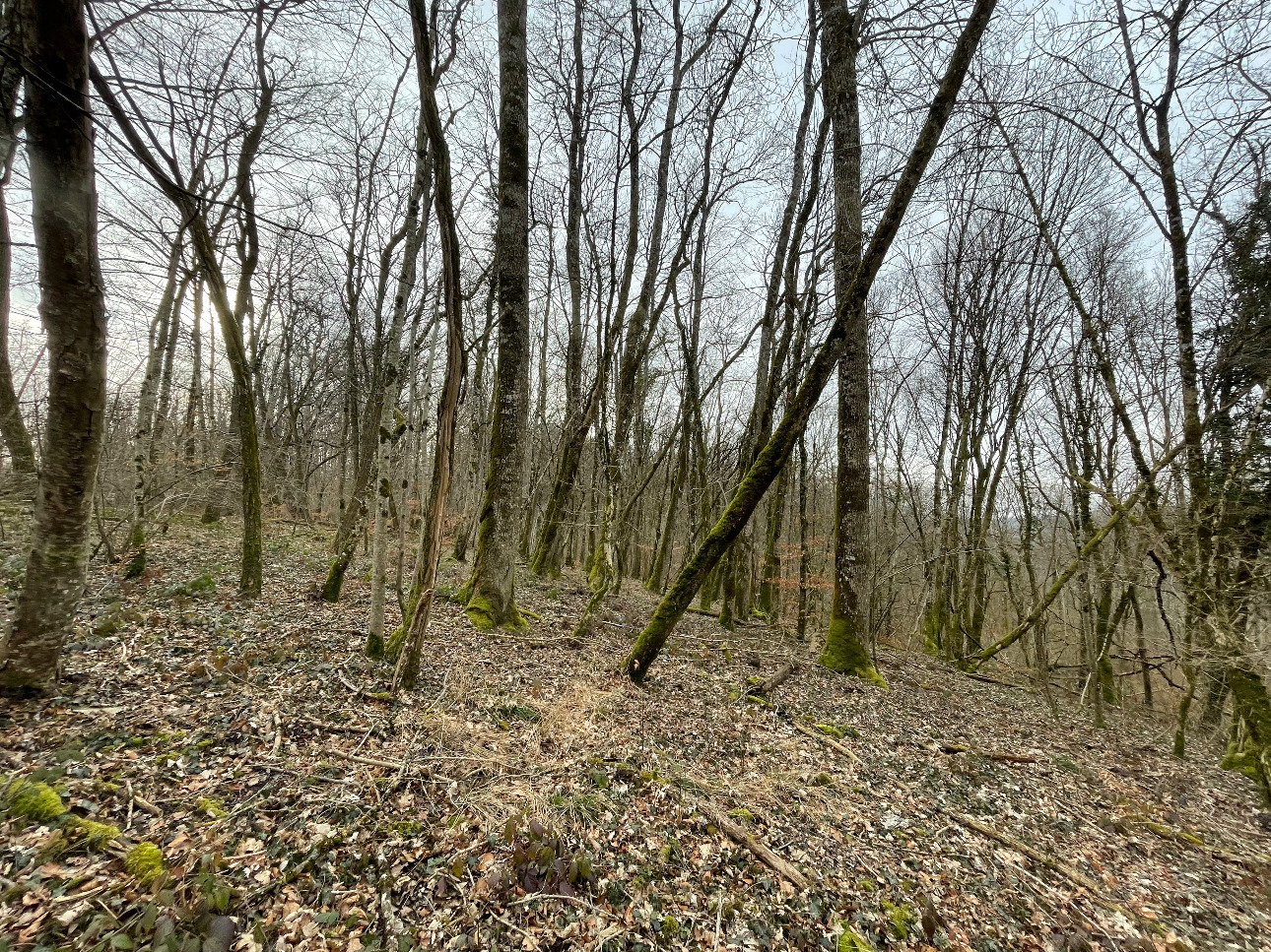 Photos 4 - Forestière - Forêt de Chêne de 22 hectares