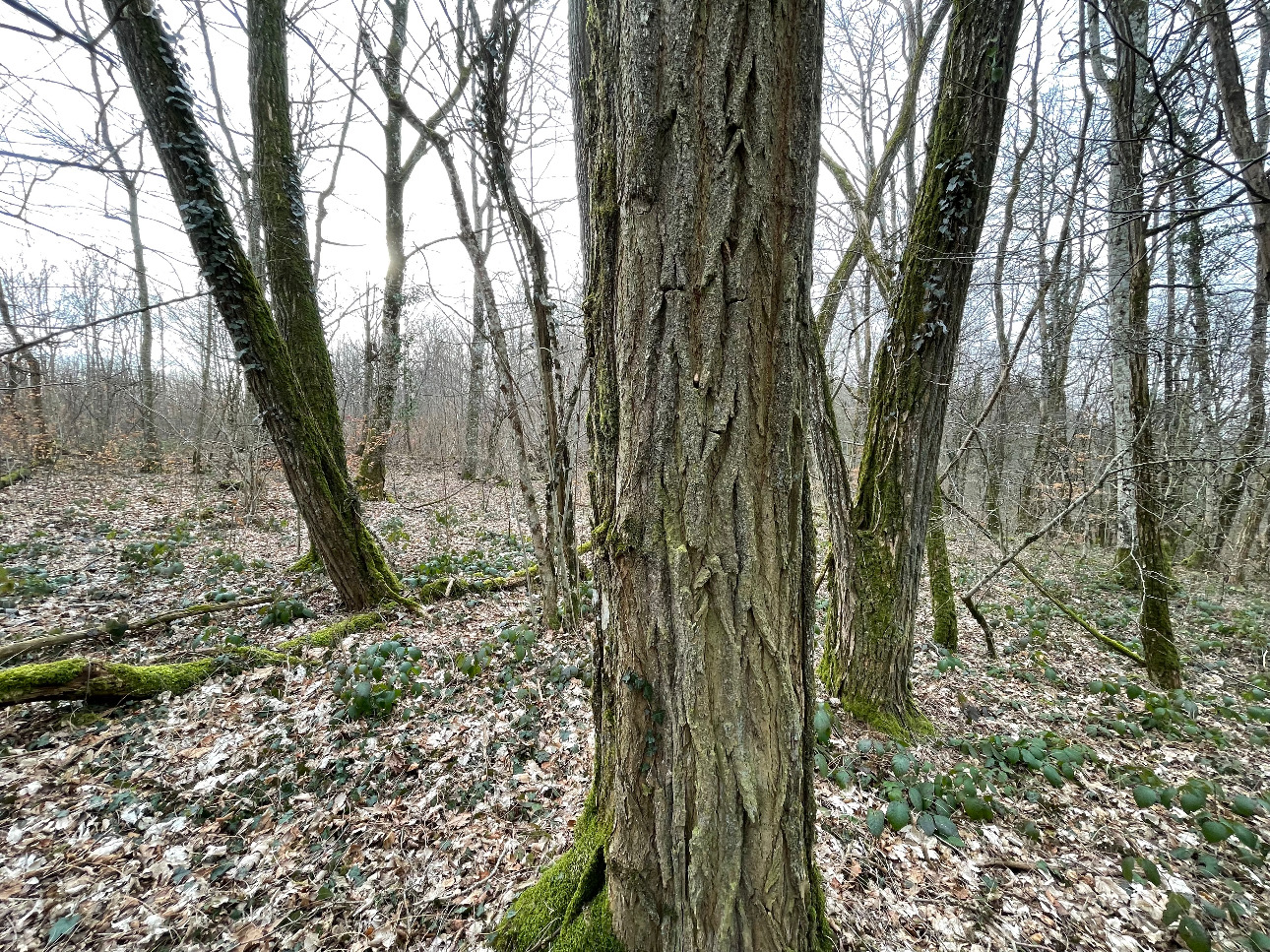 Photos 5 - Forestière - Forêt de Chêne de 22 hectares