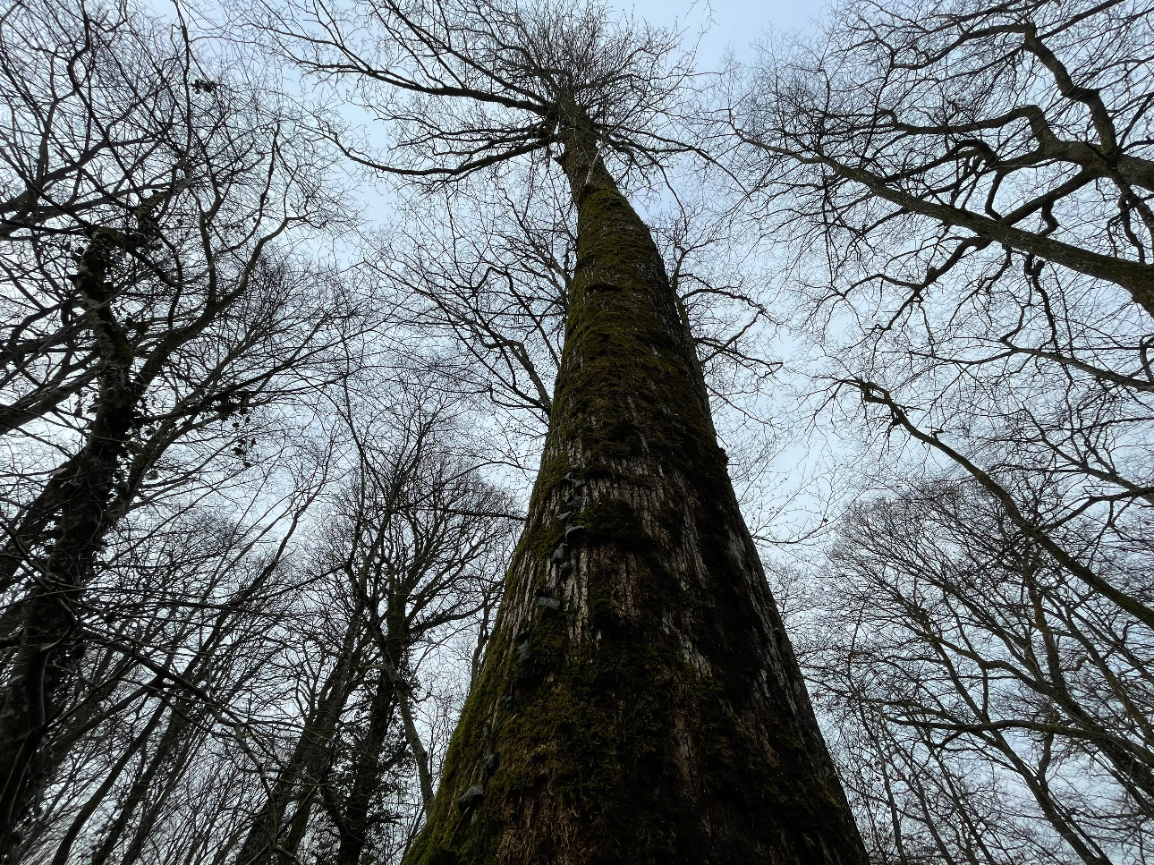 Photos 6 - Forestière - Forêt de Chêne de 22 hectares