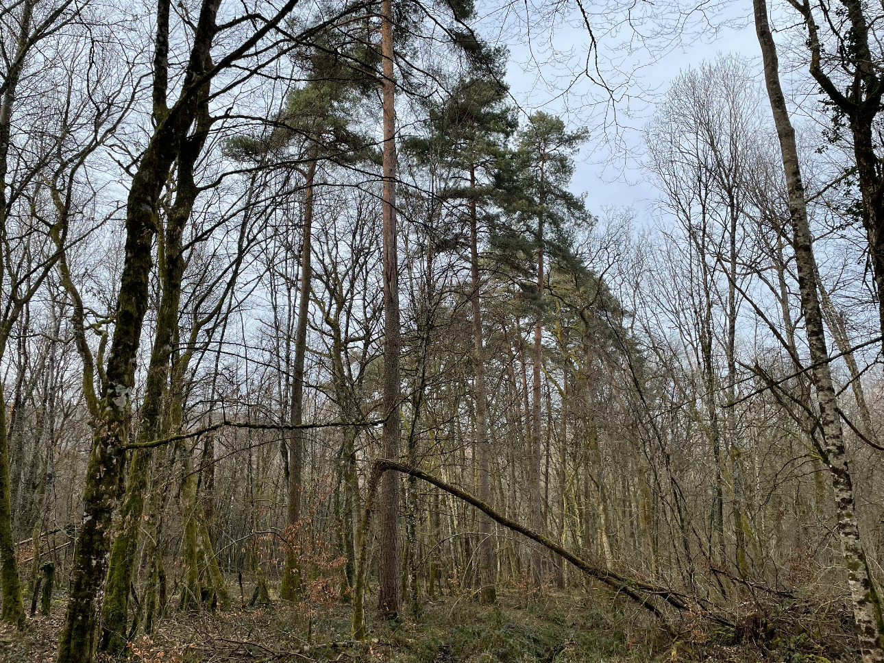 Photos 7 - Forestière - Forêt de Chêne de 22 hectares