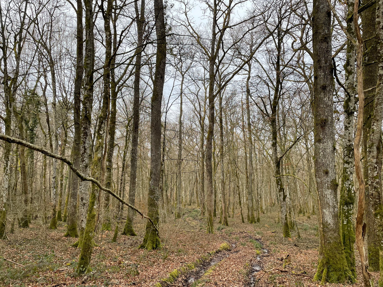 Photos 8 - Forestière - Forêt de Chêne de 22 hectares