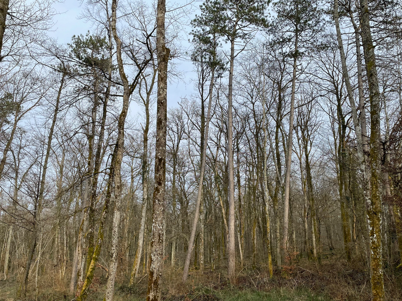 Photos 9 - Forestière - Forêt de Chêne de 22 hectares