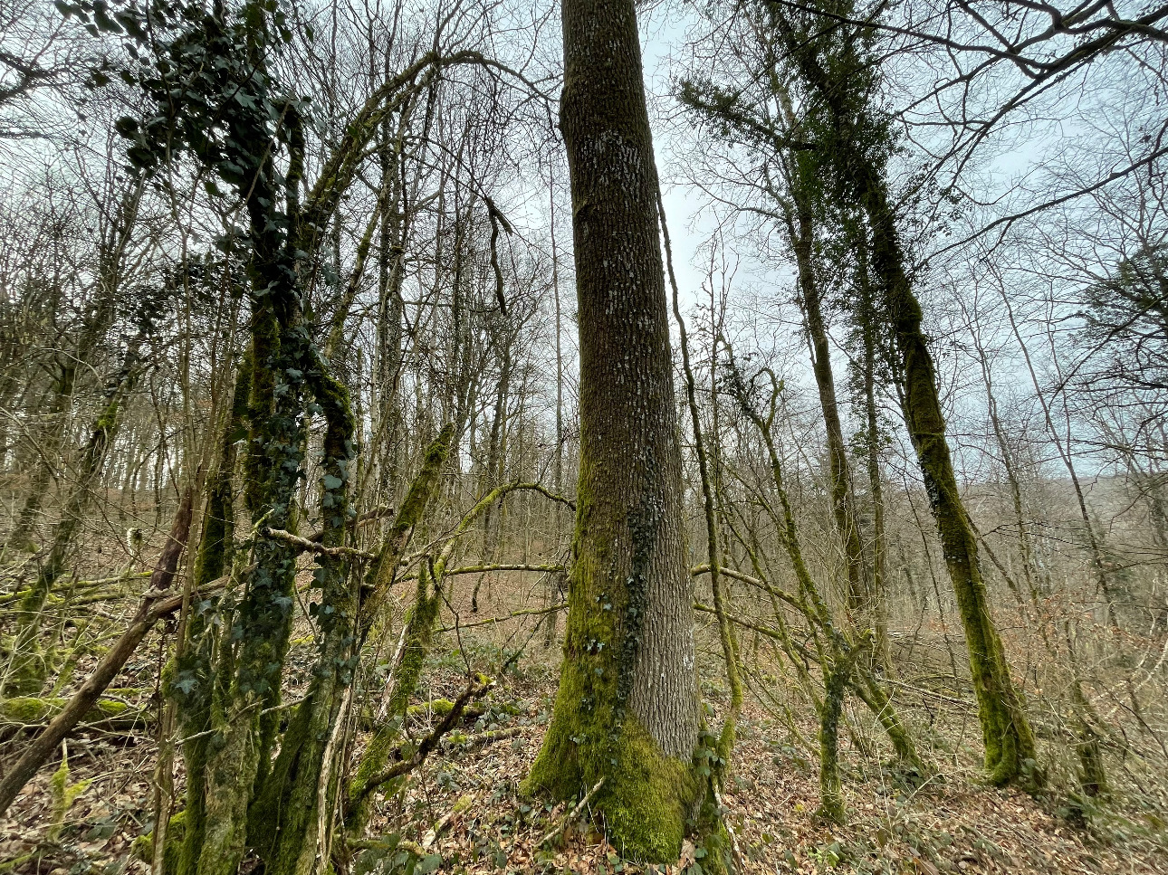 Photos 10 - Forestière - Forêt de Chêne de 22 hectares