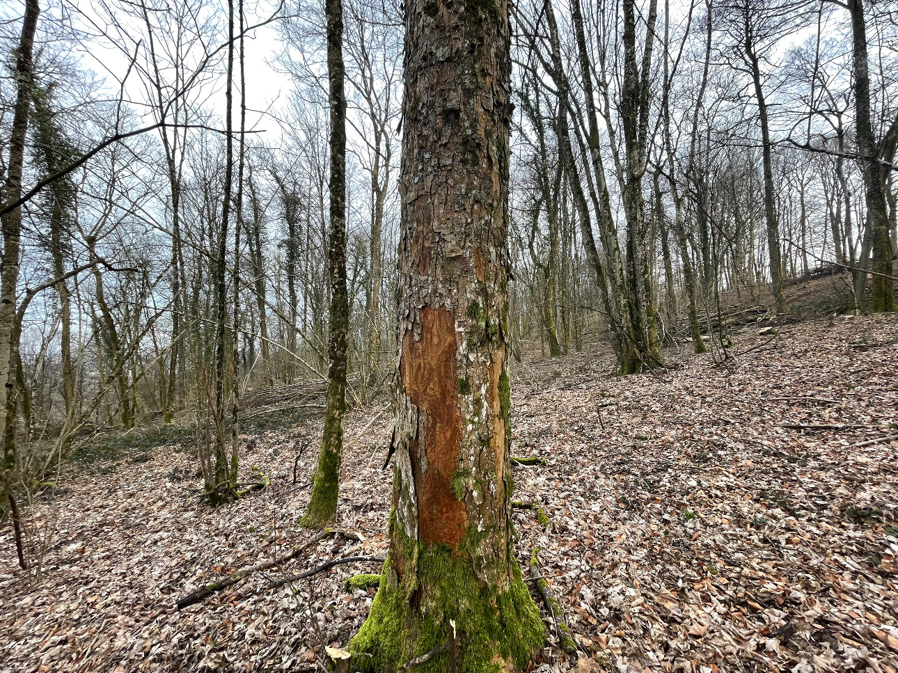 Photos 11 - Forestière - Forêt de Chêne de 22 hectares