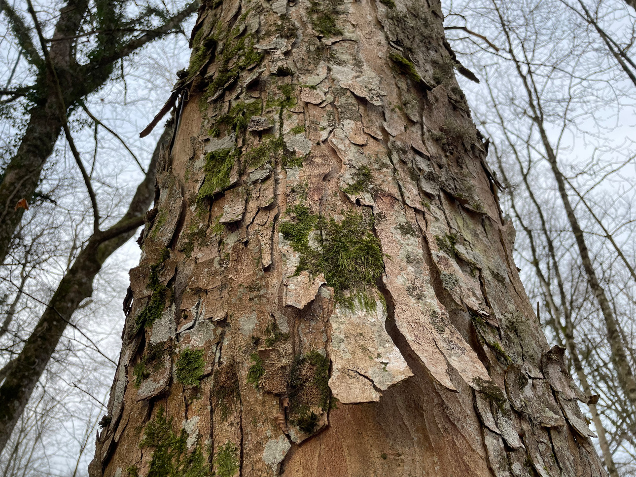 Photos 12 - Forestière - Forêt de Chêne de 22 hectares