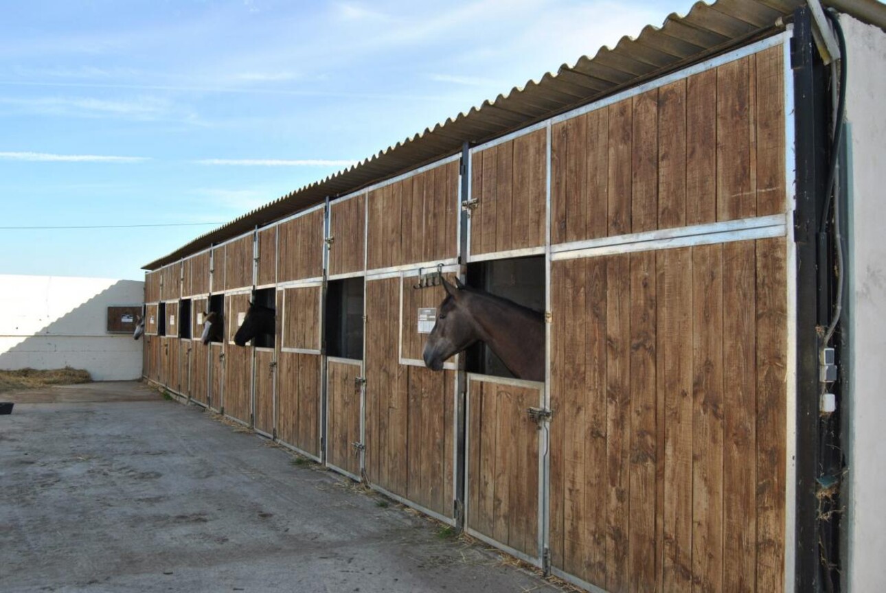 Photos 13 - Equestrian - Propriété équestre - Ecurie de sport