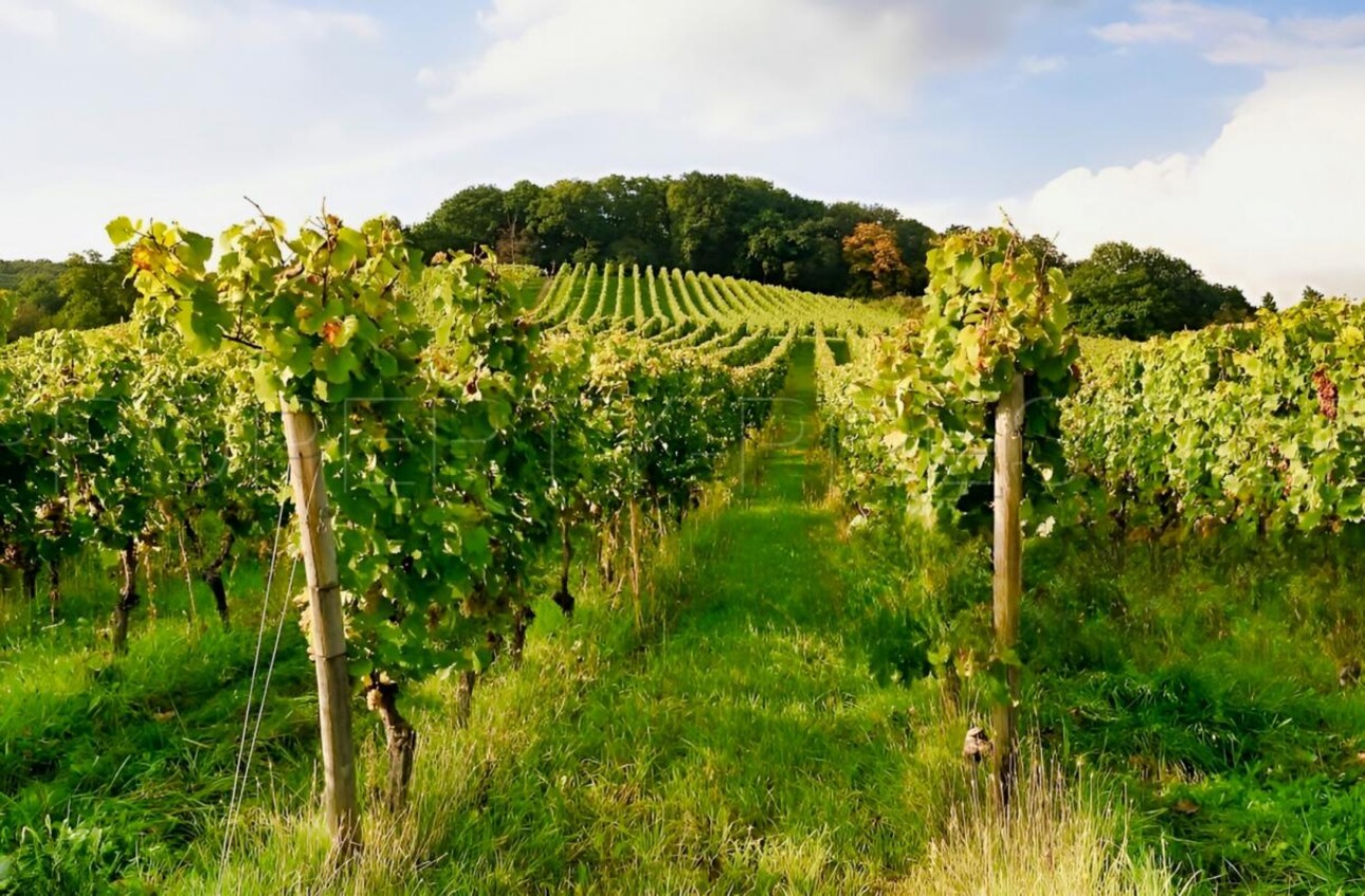 Photos 1 - Vineyard - GERS PROPRIETE VITICOLE EN BAS ARMAGNAC 14 HA