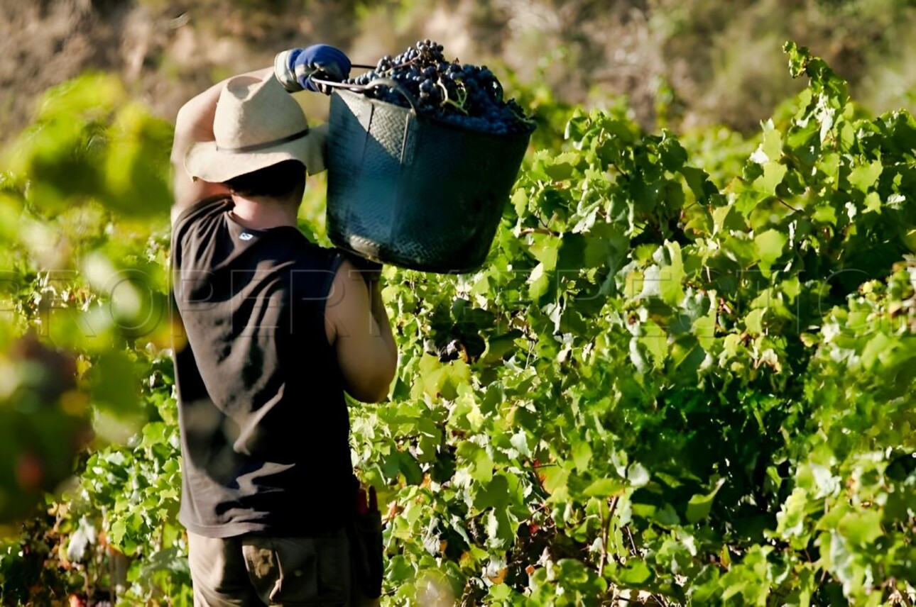 Photos 5 - Vineyard - GERS PROPRIETE VITICOLE EN BAS ARMAGNAC 14 HA