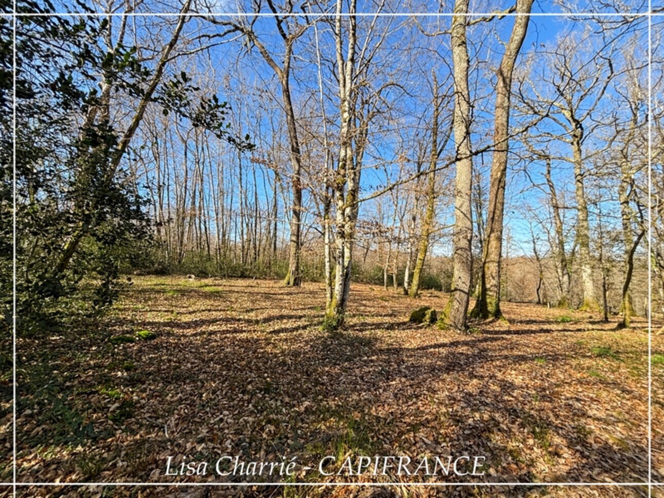 Photos 12 - Foncière - Terrain boisé avec palombière à vendre de 10 068,00 Ha proche de LE HOUGA (32)