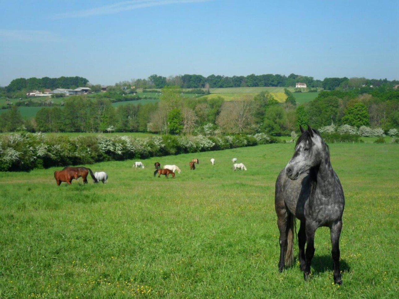 Photos 1 - Equestrian - Propriété Équestre aux Portes d'Auxerre - 18 ha de Terres