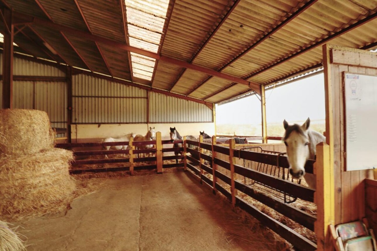 Photos 6 - Equestrian - Propriété Équestre aux Portes d'Auxerre - 18 ha de Terres