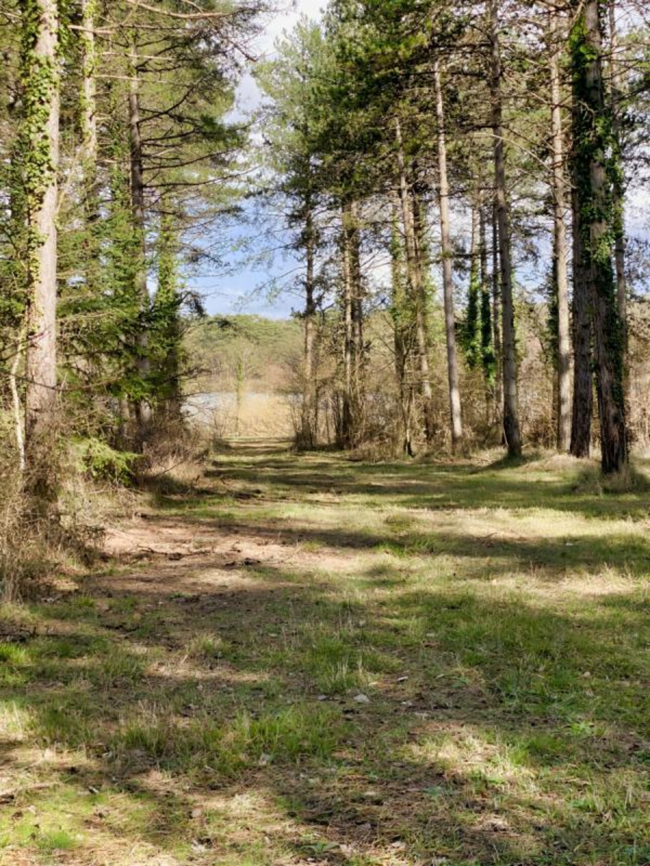 Photos 13 - Forest - Sur 46 HA, un Écrin de Nature en Loir et Cher