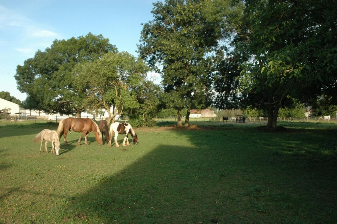 Photos 4 - Equestrian - Farm with outbuildings