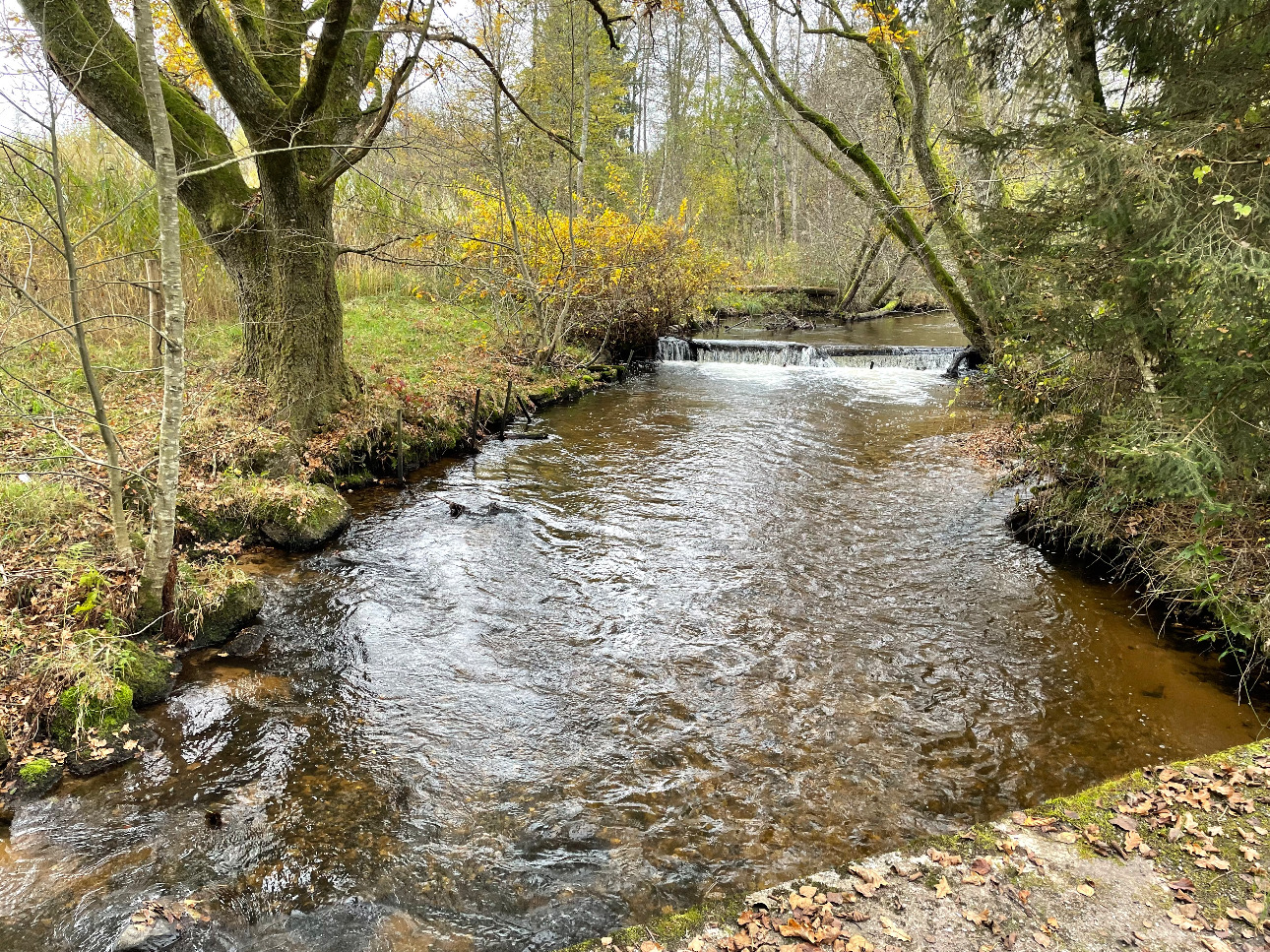 Photos 4 - Forest - Étangs de pêche sportive