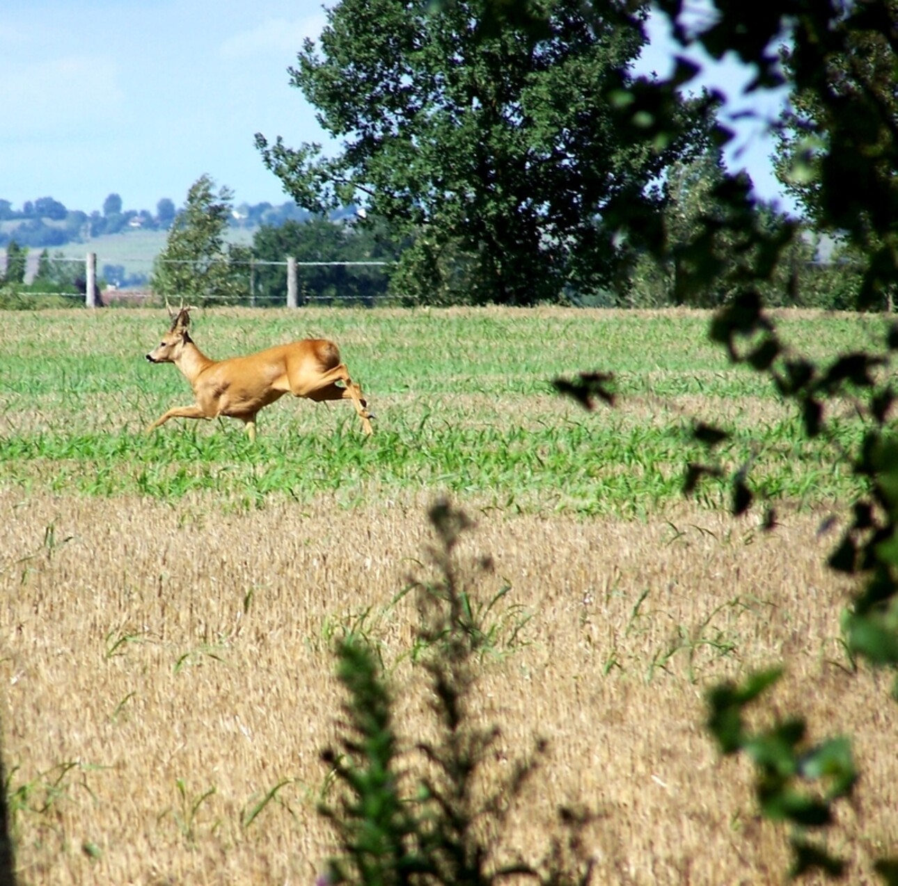 Photos 31 - Equestrian - Propriété agricole à vendre 6 pièces, avec grange & ancien séchoir à tabac, sur terrain de 19 ha, à FLEURANCE (32)