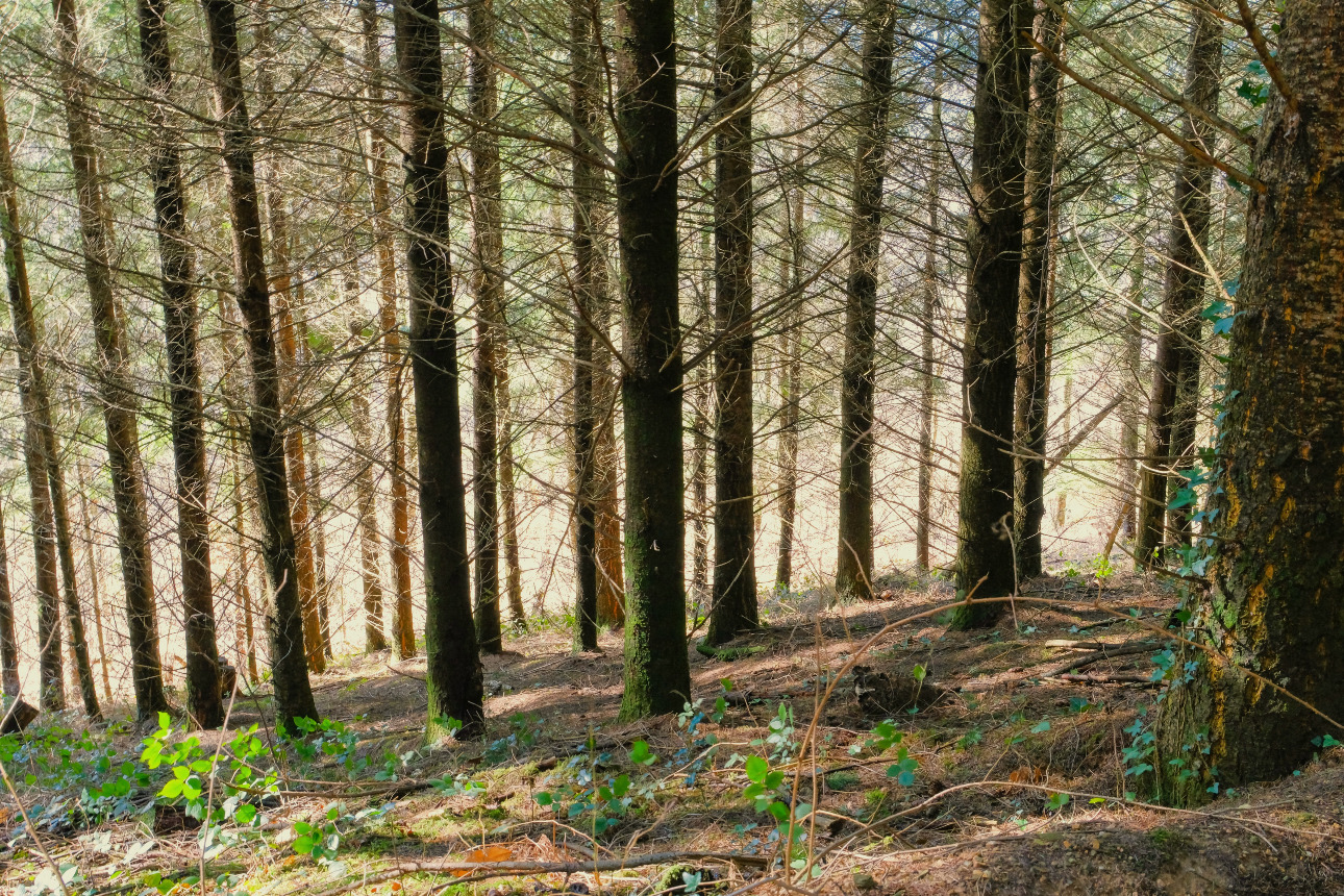 Photos 1 - Forest - Forêt d’un seul tenant avec Douglas et feuillus de 7 ha dans le Lot