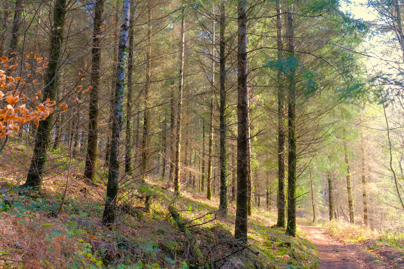 Photos 2 - Forest - Forêt d’un seul tenant avec Douglas et feuillus de 7 ha dans le Lot