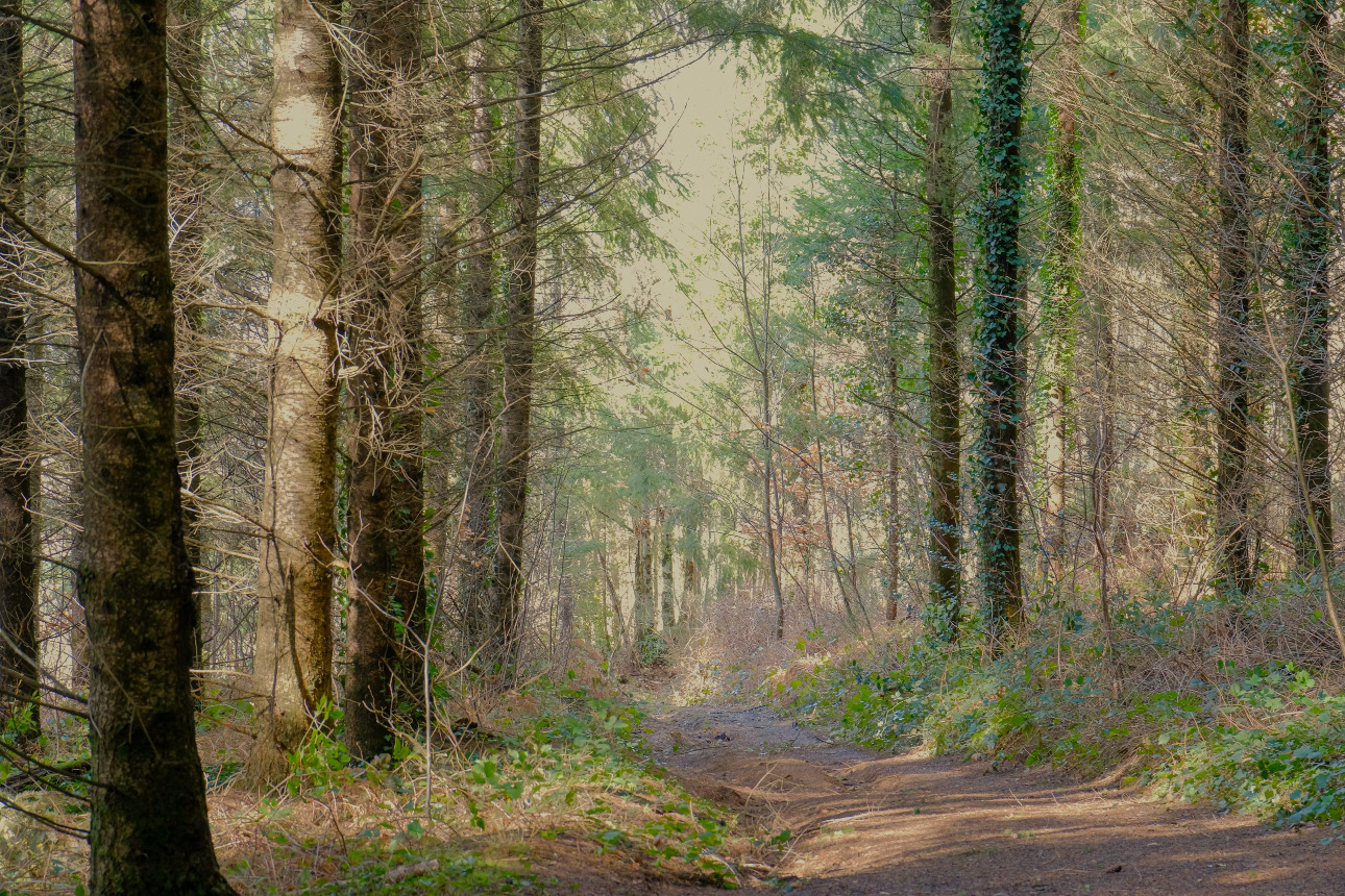 Photos 3 - Forest - Forêt d’un seul tenant avec Douglas et feuillus de 7 ha dans le Lot