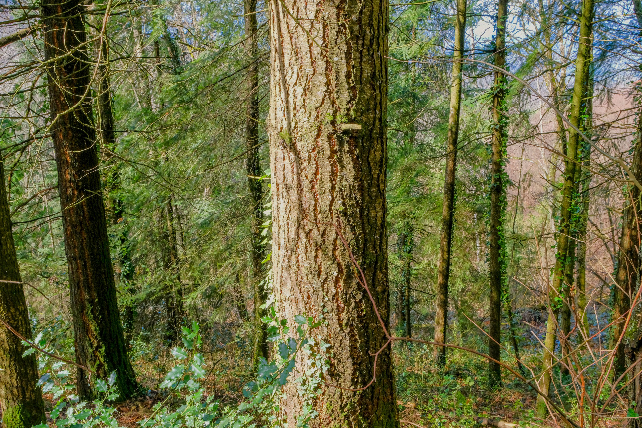 Photos 4 - Forest - Forêt d’un seul tenant avec Douglas et feuillus de 7 ha dans le Lot