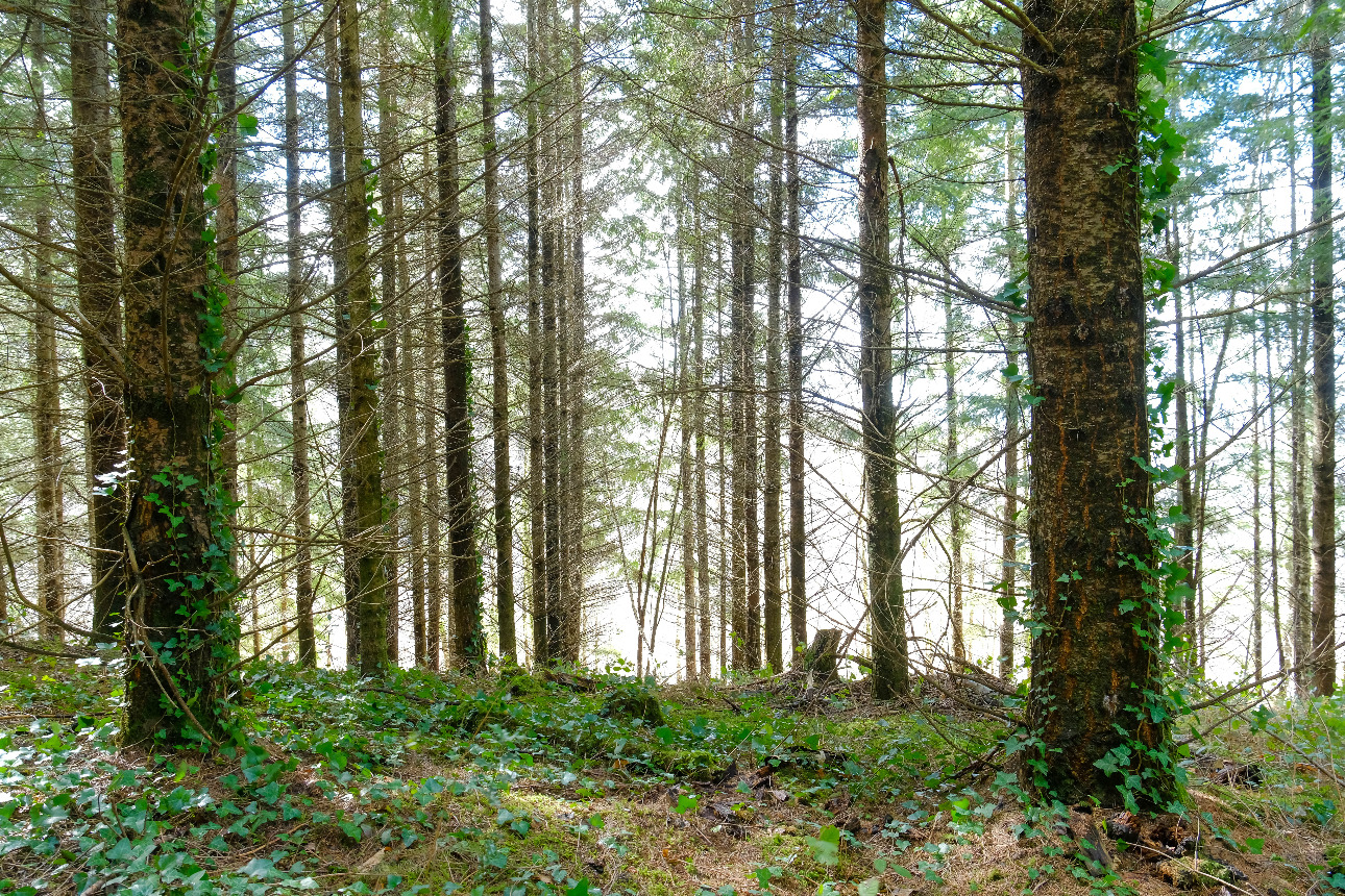 Photos 5 - Forest - Forêt d’un seul tenant avec Douglas et feuillus de 7 ha dans le Lot