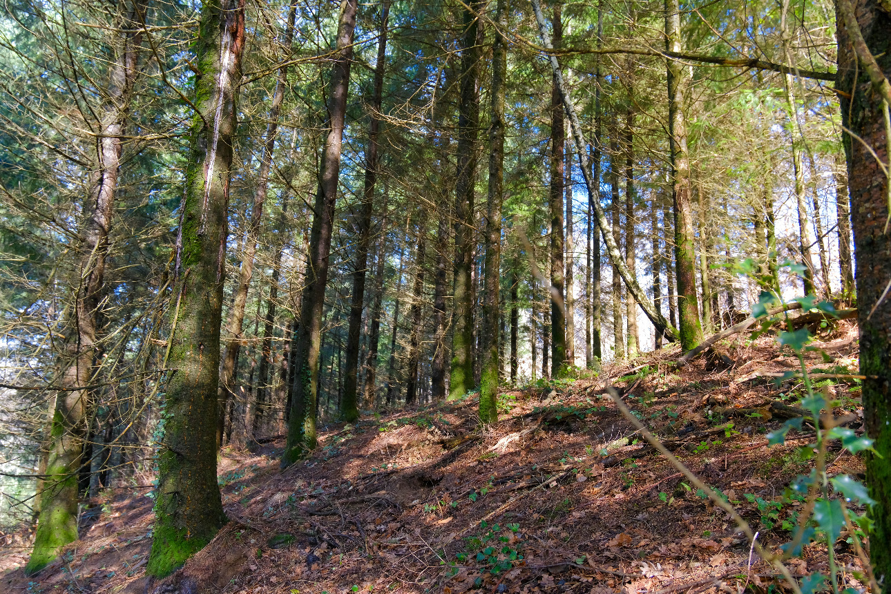 Photos 6 - Forest - Forêt d’un seul tenant avec Douglas et feuillus de 7 ha dans le Lot